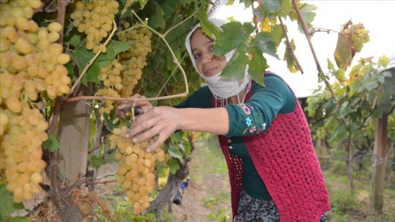 ABD-Çin rekabeti Türk üzümüne yaradı