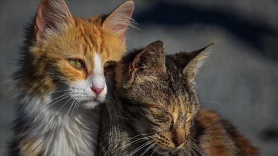 ABD'de arka bahçesinde sahipsiz kedi besleyen kadına hapis cezası