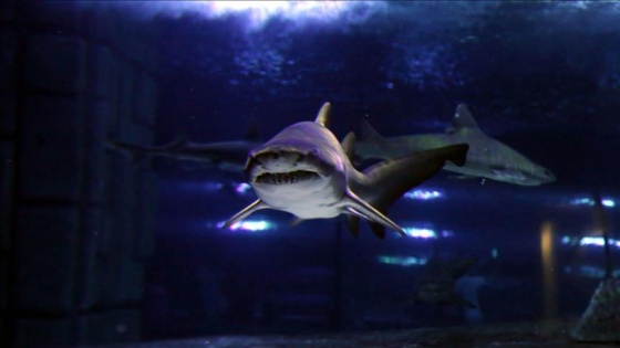 ABD'de köpek balığı saldırısında bir kişi öldü