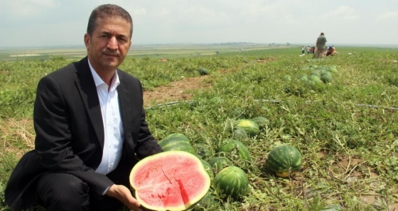 Adana’da karpuz hasadı başladı