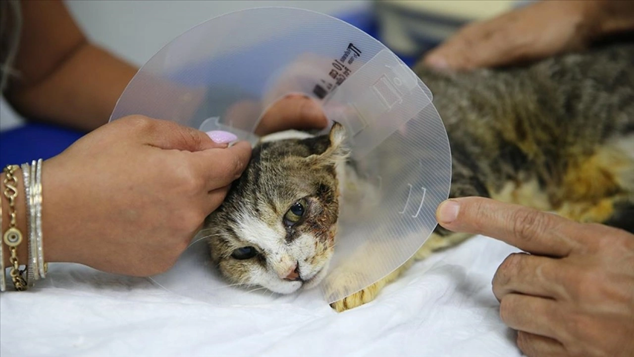 Adana'da sahipsiz kedi, doku nakliyle sağlığına kavuştu