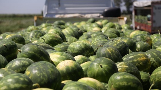 'Adana karpuzu' tarlada 15 kuruşa kadar düştü