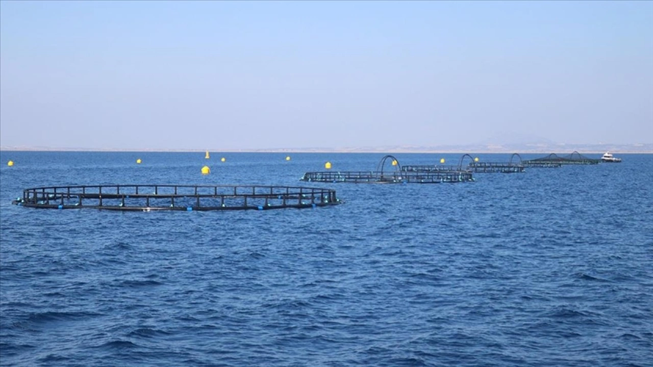 Adana'nın su ürünleri potansiyeli kafes balıkçılığıyla artacak