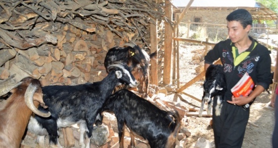 Adanalı çoban Polat Ersin'in TEOG zaferi