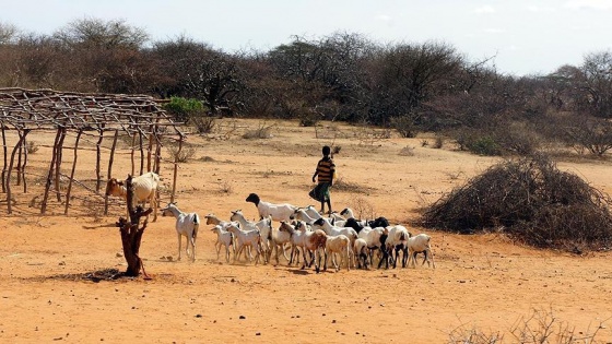 Afrika'nın kuraklık stratejisi hazırlandı