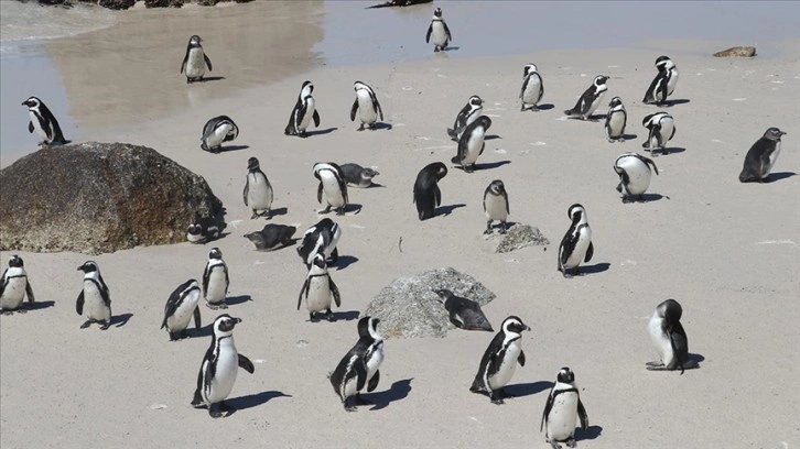 Afrika penguenlerinin soyu on yıllar içinde tükenebilir