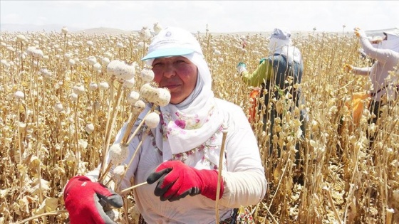 Afyonkarahisar'da haşhaş hasadı başladı