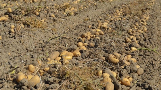 Afyonkarahisar'da kışlık patates fiyatı üreticinin yüzünü güldürüyor