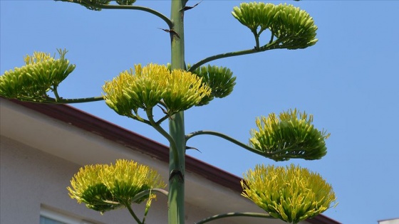 Agave bitkisi 20 yıl sonra çiçek açtı