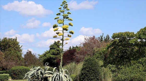 Agave yıllar sonra İstanbul'da çiçek açtı