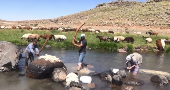 Ağrı’da 2 bin metre rakımlı yaylada yün yıkıyorlar