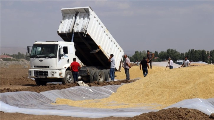 Ağrı'da 60 bin tonla rekor hububat rekoltesi bekleniyor