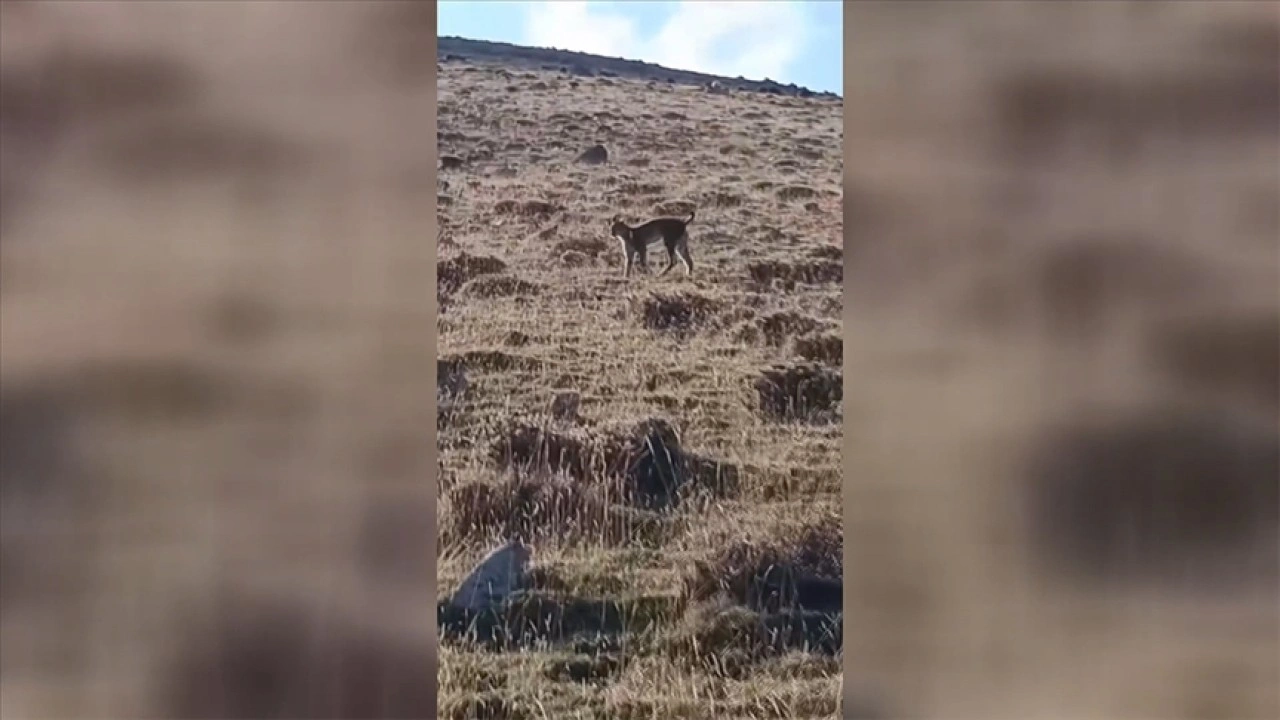 Ağrı'da nesli tehlike altında olan vaşak görüntülendi