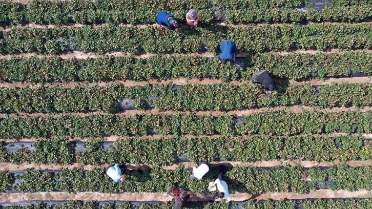 Ağrılı kadın çiftçiler 'çilek yetişmez' denilen arazide tonlarca çilek üretti