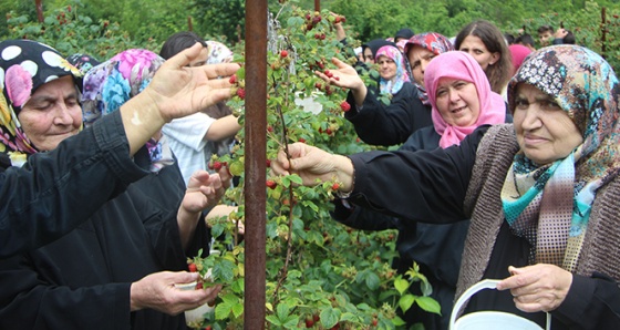 Ahududu dalında kaldı, köylü kadınlar isyan etti