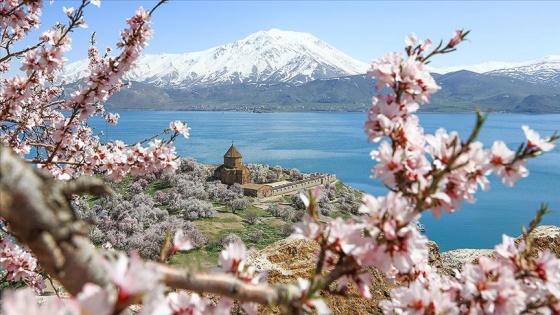 Akdamar Adası çiçek açan badem ağaçlarıyla mest ediyor