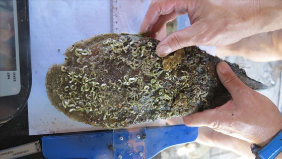 Akdeniz ve Ege'de deniz canlısı 'pina'ları yok eden parazit tehdidi
