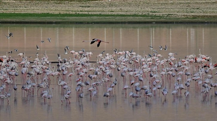 Akkaya Barajı gölü flamingolara ev sahipliği yapıyor