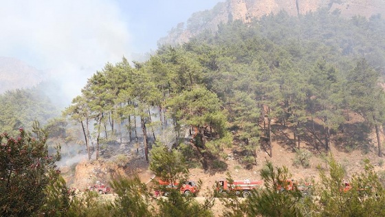 Alev alan otobüsteki yangın ormana sıçradı