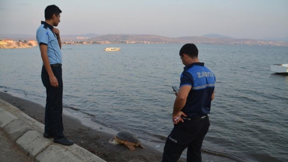 Aliağa'da ölü caretta caretta bulundu