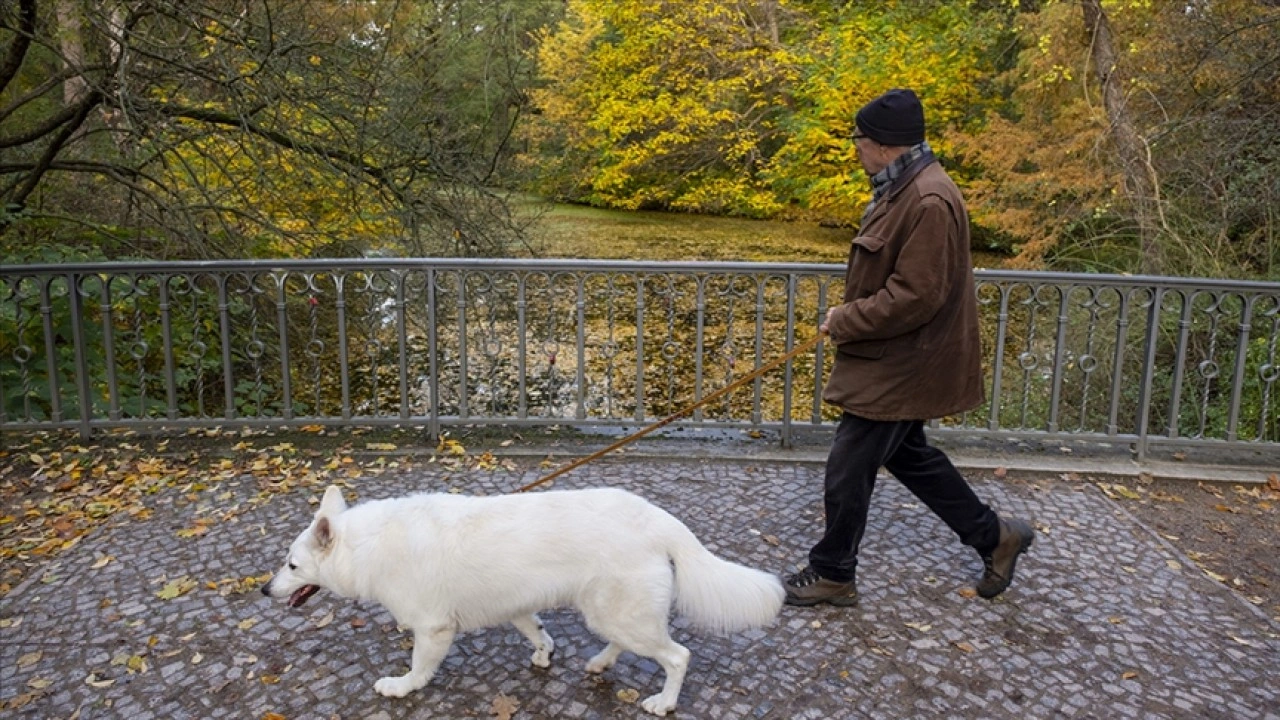 Almanya'da belediyeler 2023’te köpek vergisinden rekor gelir elde etti