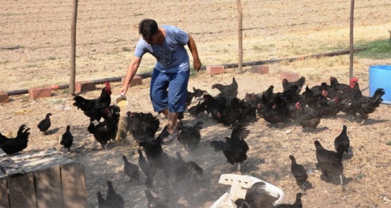 Altın yumurtlayan tavuk gerçek oldu