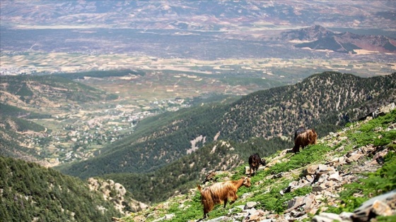 Amanos Dağları doğa yürüyüşçüleri ve amatör fotoğrafçıların ilgi odağı oluyor