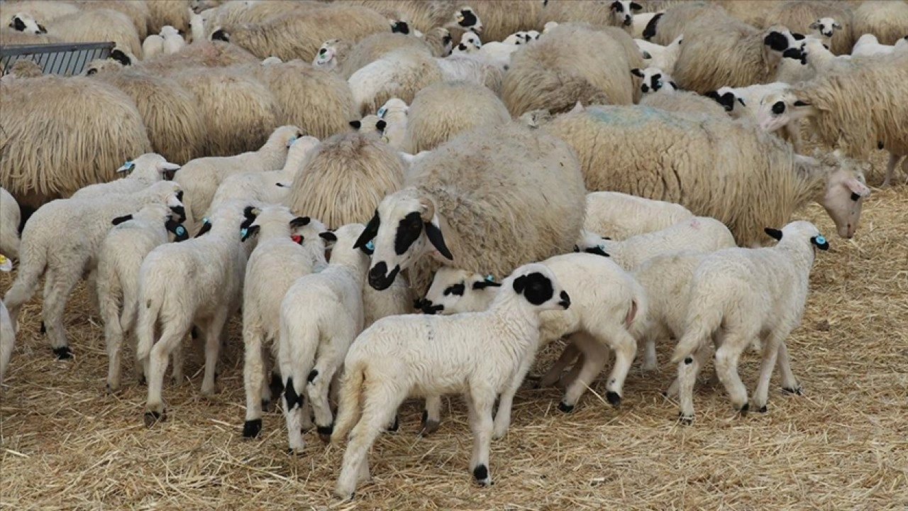 Amasya'da süt kuzularının anneleriyle buluşma anı güzel görüntüler oluşturdu