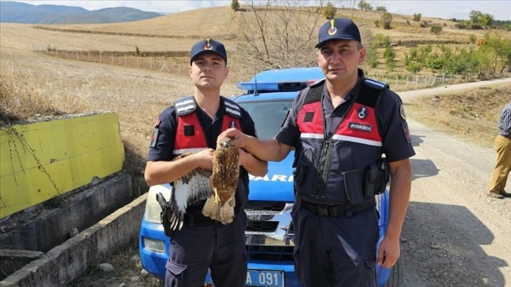 Amasya'da yaralı kızıl şahin korumaya alındı