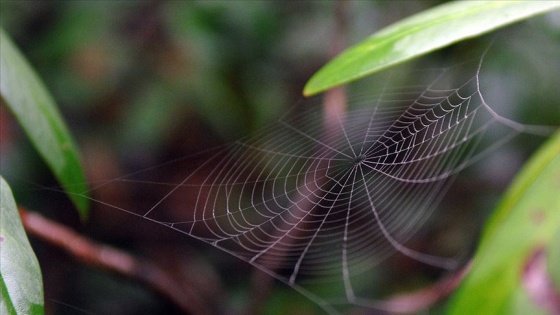 Amerikalı araştırmacılar 2019'da 71 yeni canlı türü keşfetti