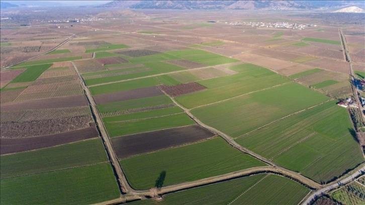 Amik Ovası'nda etkili olan yağışlar çiftçiye can suyu oldu