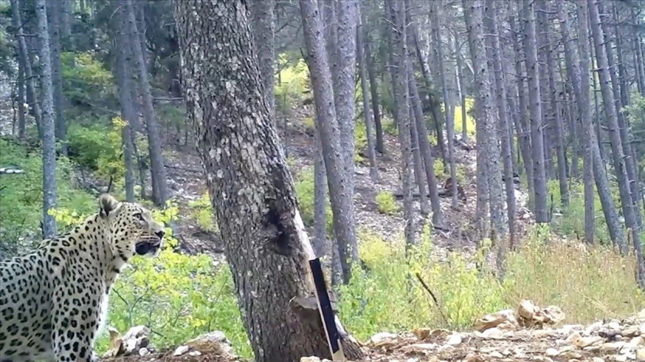 Anadolu parsı fotokapanla görüntülendi