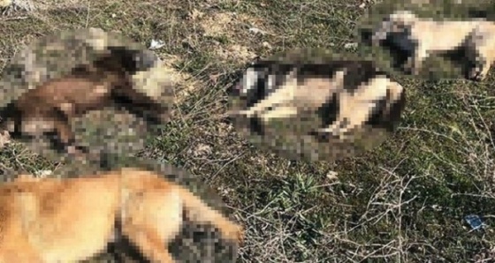 Ankara'da 4 köpek daha zehirlenerek telef edildi