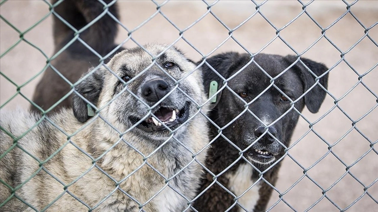 Ankara'da barınaklardan bırakılan köpekler için 71 bin 695 lira ceza uygulanacak