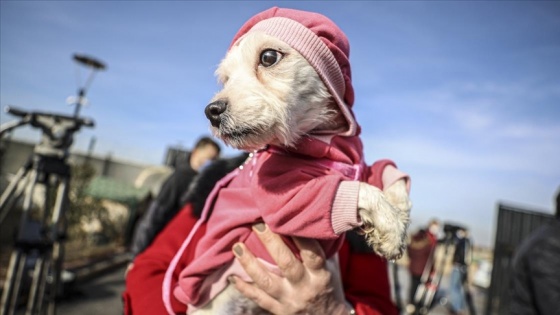 Ankara'da ses telleri kesilen köpekler sahiplendirilecek