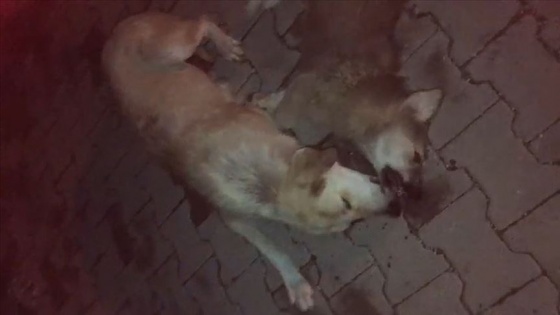 Anne köpek biri yaralı diğeri ölü iki yavrusunun başından ayrılmadı