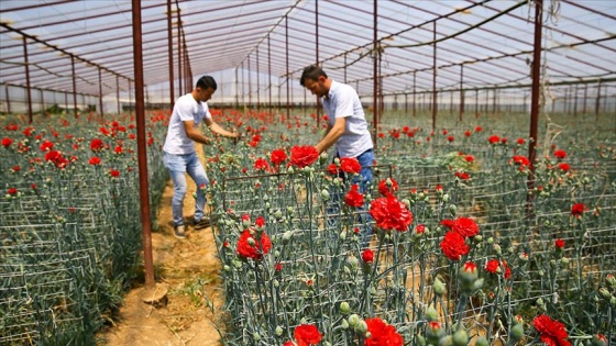 Anneler Günü çiçek üreticisine Kovid-19/ koronavirüs sürecinde 'ilaç' gibi geldi