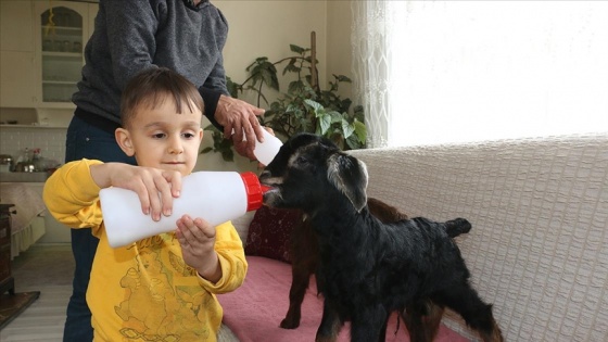 Anneleri ölen iki oğlağı evde biberonla besliyorlar