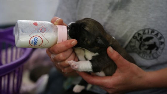 Anneleri ölen köpek yavrularını biberonla besliyorlar