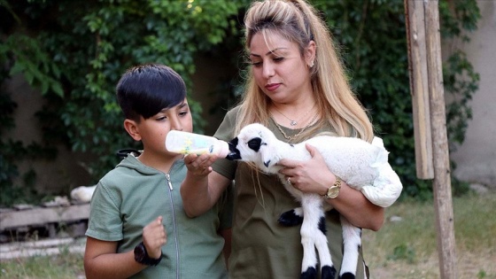 Annesinin kabullenmediği kuzuya 'bebek' gibi bakıyorlar