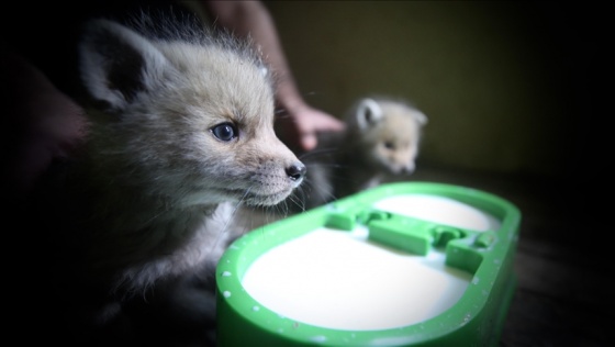 Annesiz kalan tilki yavrularına rehabilitasyon merkezinde şefkatle bakılıyor