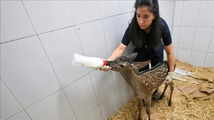 Annesiz kalan yaban hayvanı yavrularına Ankara Üniversitesinde özel bakım