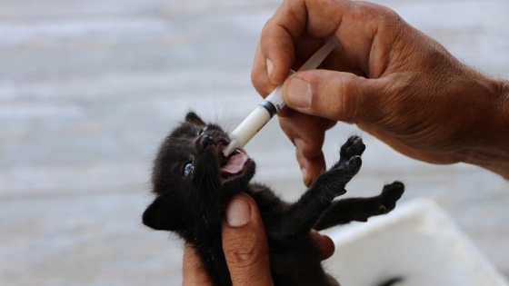 Annesiz kedi yavrularını şırıngayla besliyor