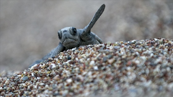 Antalya'da caretta carettalar yumurta bırakmaya başladı