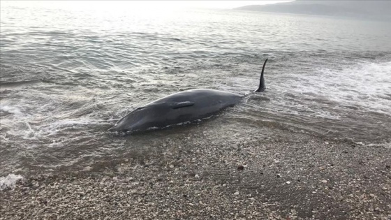 Antalya&#039;da gözüne batan kanca nedeniyle sahile vuran yunus kurtarıldı