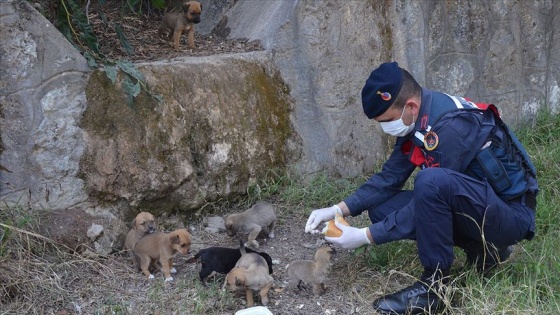 Antalya'da jandarmadan aç kalan köpek ve yavrularına şefkat eli