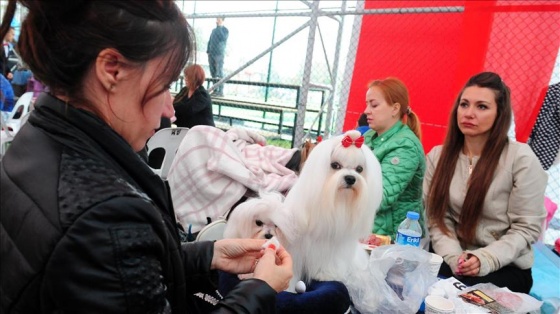 Antalya'da köpek ırkları yarışması