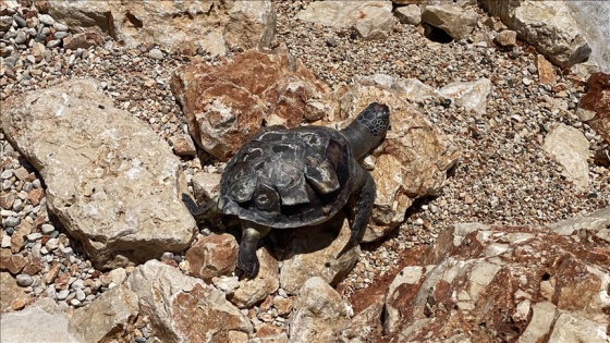 Antalya'da ölü caretta caretta bulundu