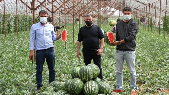 Antalya'da seralarda üretilen yılın ilk karpuzlarının hasadına başlandı