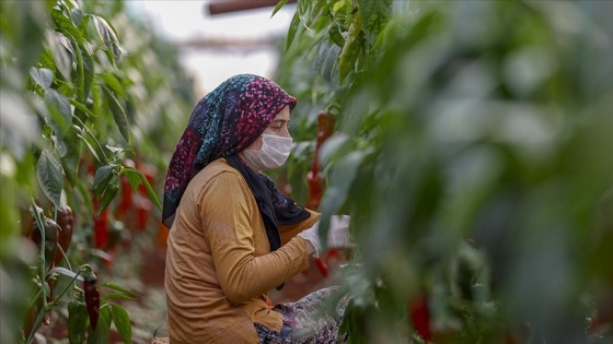 Antalya'da seralarda üretim kısıtlamada da devam etti